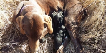 Rescataron a una perra abandonada que dio a luz bajo la helada