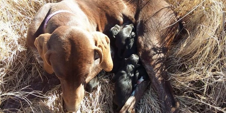 Rescataron a una perra abandonada que dio a luz bajo la helada
