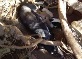 Dos perras y 13 cachorros buscan adoptantes en Gaboto