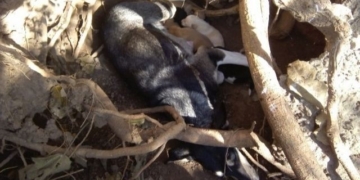 Dos perras y 13 cachorros buscan adoptantes en Gaboto