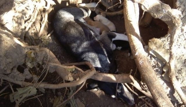 Dos perras y 13 cachorros buscan adoptantes en Gaboto