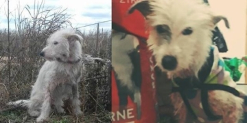 Un perro abandonado y atado al costado de un camino fue rescatado y adoptado