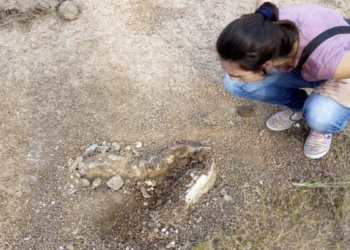 Hallaron en Totoras restos de un mamífero extinguido hace 8 mil años