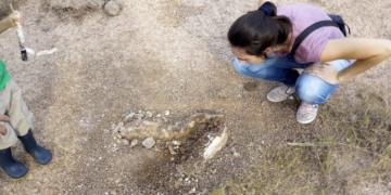 Hallaron en Totoras restos de un mamífero extinguido hace 8 mil años