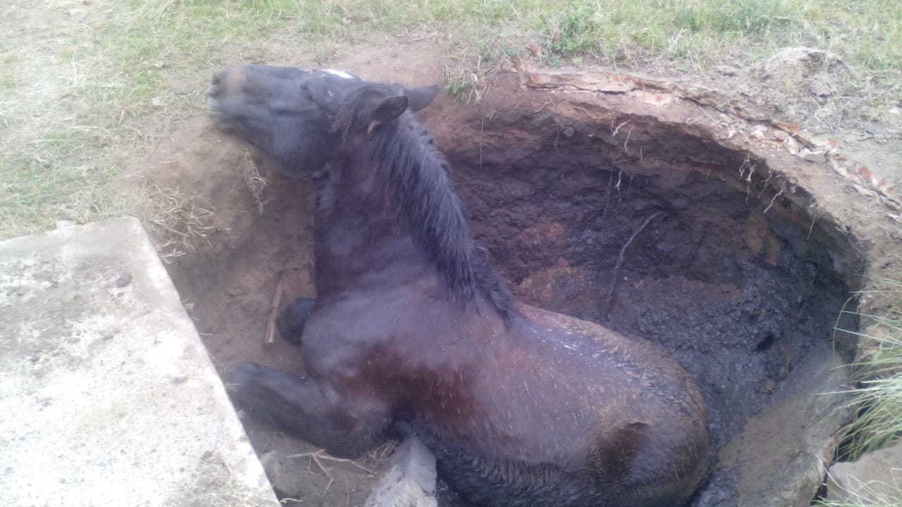 Bomberos salvaron la vida de un caballo que cayó a un pozo