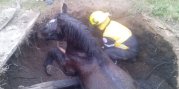 Bomberos salvaron la vida de un caballo que cayó a un pozo
