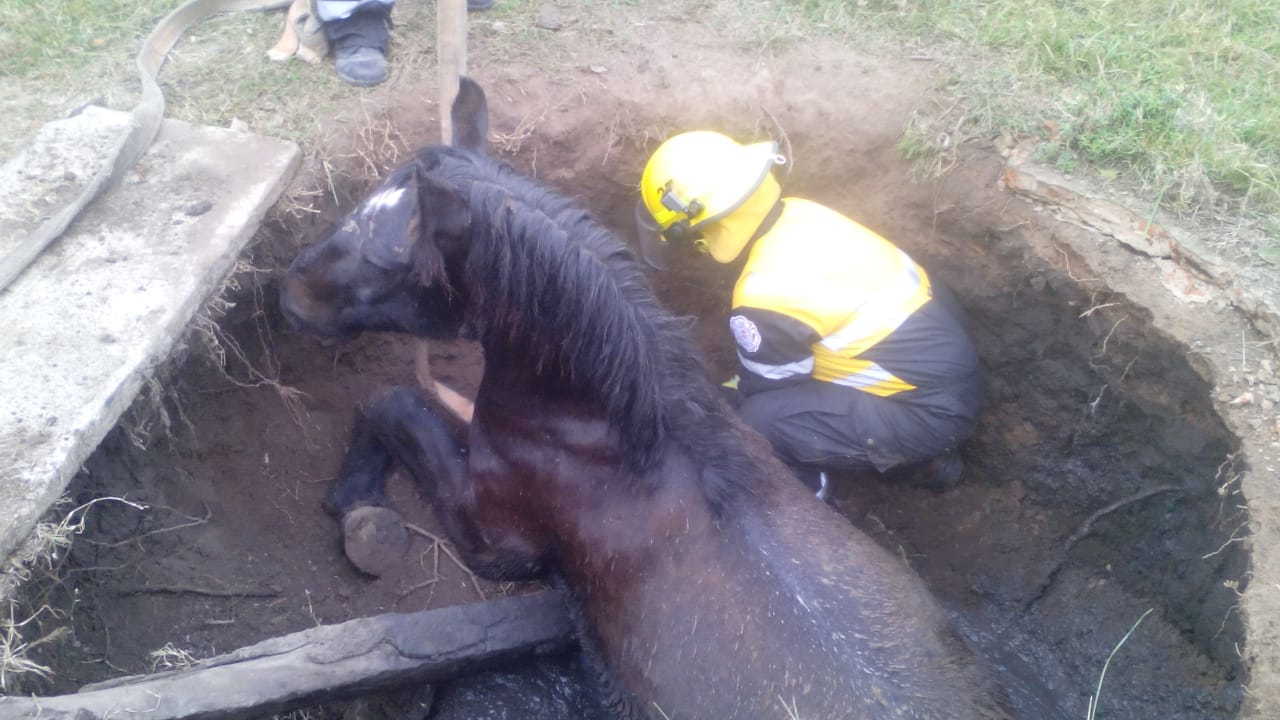 Bomberos salvaron la vida de un caballo que cayó a un pozo