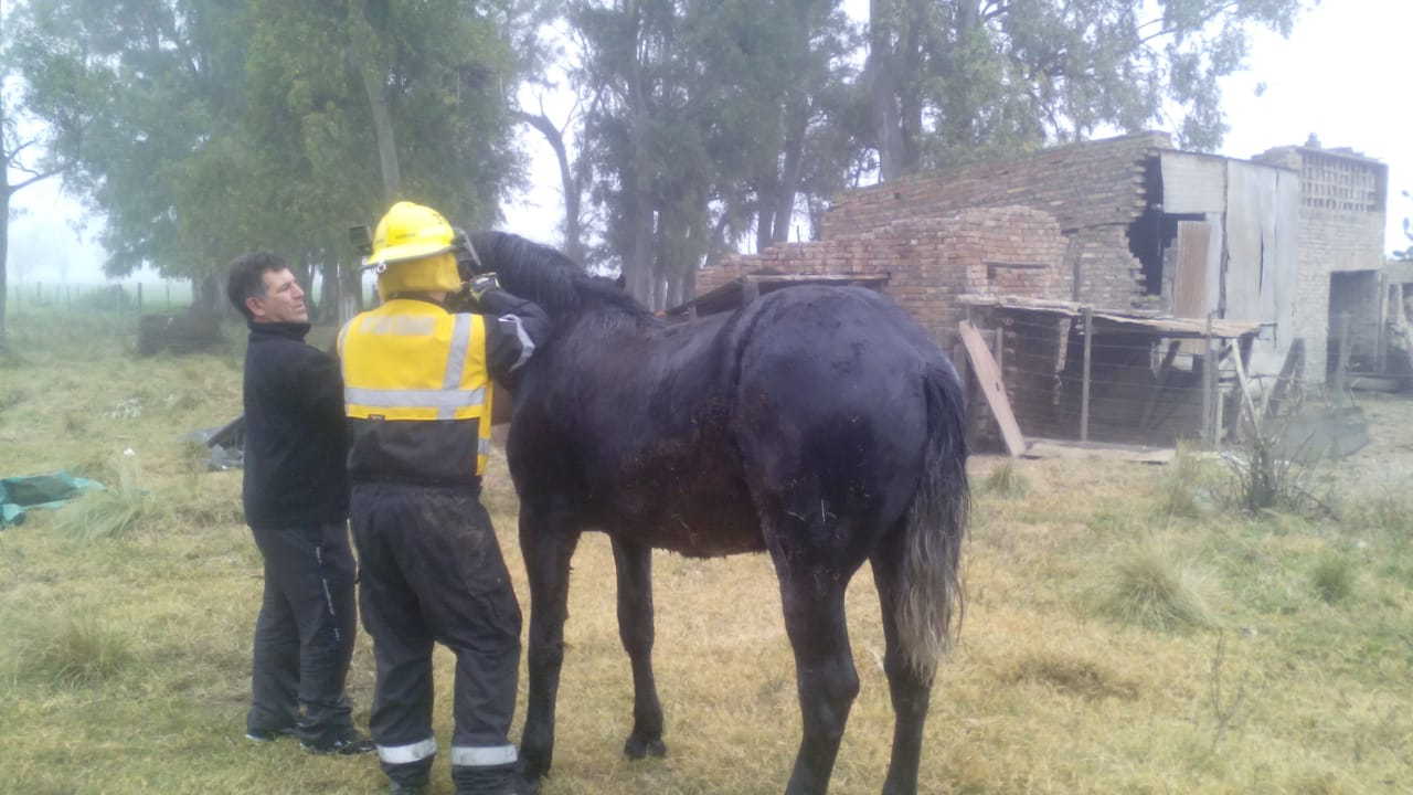 Bomberos salvaron la vida de un caballo que cayó a un pozo