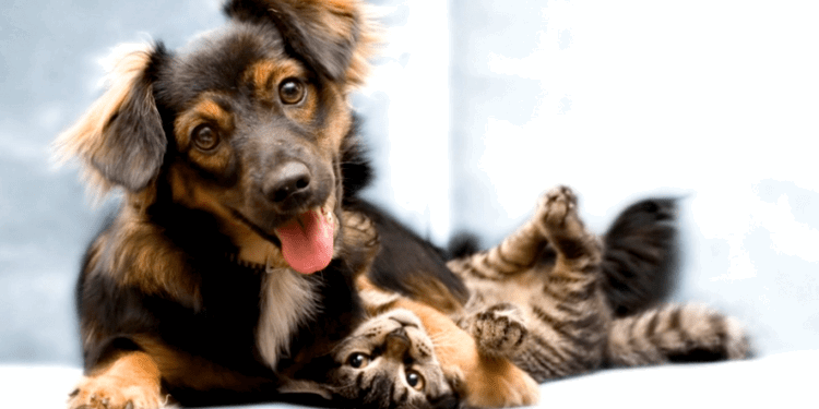 Nuevo sábado de castraciones masivas y gratuitas en Barrancas