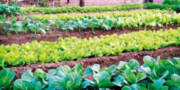 Barrancas: brindarán talleres gratuitos para los interesados en realizar huertas