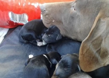 La guardería animal en Totoras está colapsada: buscan adoptantes y colaboradores