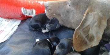 La guardería animal en Totoras está colapsada: buscan adoptantes y colaboradores