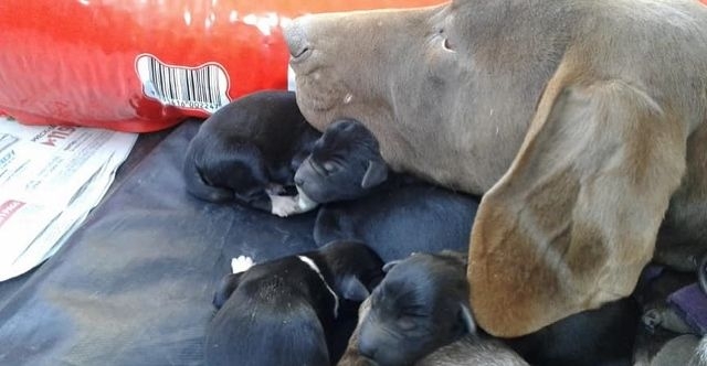 La guardería animal en Totoras está colapsada: buscan adoptantes y colaboradores