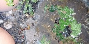 Registraron daños en el Paseo Ribereño y buscan a los responsables