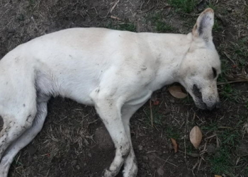 Otros dos perros murieron en Maciel con síntomas de envenenamiento
