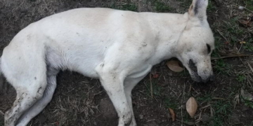 Otros dos perros murieron en Maciel con síntomas de envenenamiento