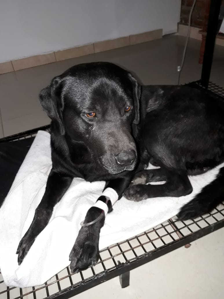 Otros dos perros murieron en Maciel con síntomas de envenenamiento