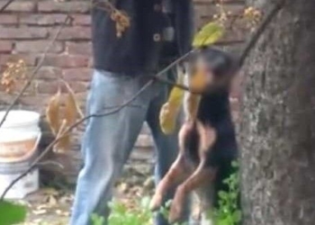 Un hombre ahorcó a su propio perro mientras otro filmó la escena
