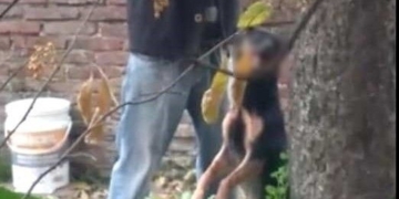 Un hombre ahorcó a su propio perro mientras otro filmó la escena