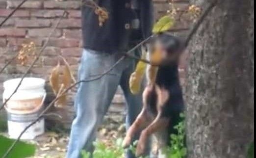Un hombre ahorcó a su propio perro mientras otro filmó la escena