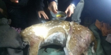 El ciervo que había sido rescatado en la Colonia perdió la vida