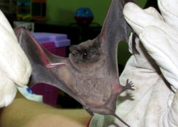Alerta sanitaria: hallaron un murciélago infectado con rabia en San Genaro