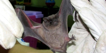 Alerta sanitaria: hallaron un murciélago infectado con rabia en San Genaro