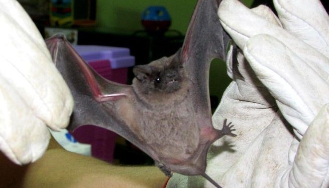 Alerta sanitaria: hallaron un murciélago infectado con rabia en San Genaro