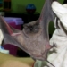 Alerta sanitaria: hallaron un murciélago infectado con rabia en San Genaro