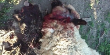 Perros ingresaron a una propiedad y mataron a más de diez ovejas en Totoras