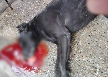 Acusan a un funcionario timbuense de atropellar a un perro y huir