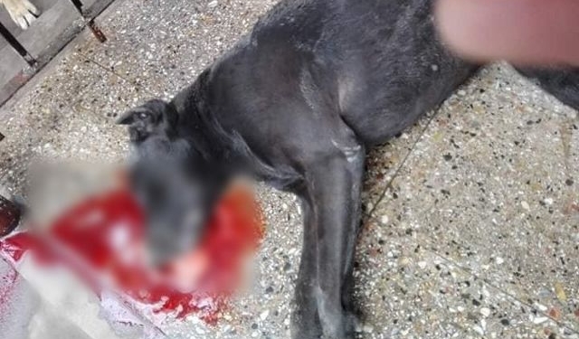 Acusan a un funcionario timbuense de atropellar a un perro y huir