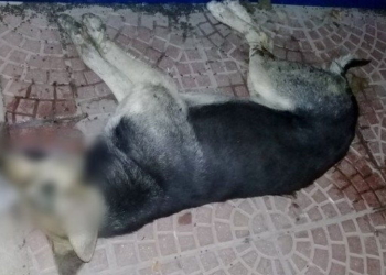 Confirmaron día, hora y lugar para la marcha tras el envenenamiento de perros