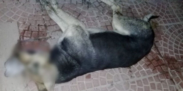 Confirmaron día, hora y lugar para la marcha tras el envenenamiento de perros