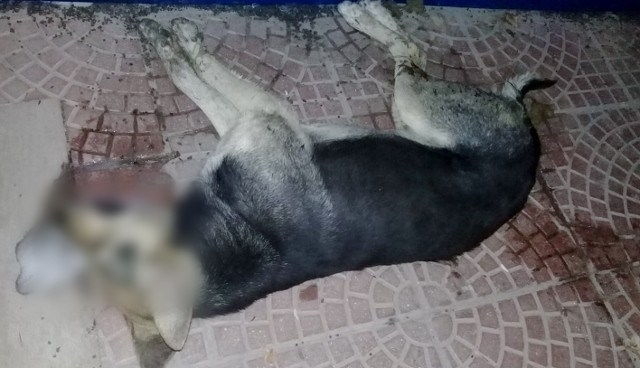 Confirmaron día, hora y lugar para la marcha tras el envenenamiento de perros