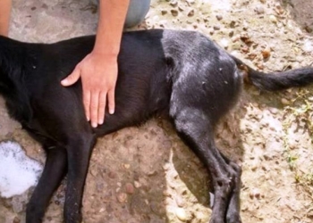 Alerta: ya son 10 los perros muertos por envenenamiento en Maciel