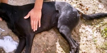 Alerta: ya son 10 los perros muertos por envenenamiento en Maciel