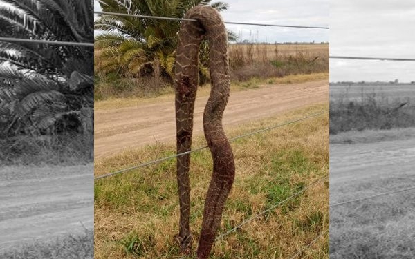 Salvó a su perra de ser mordida por una yarará de más de un metro de largo