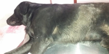 Envenenamiento de perros en Maciel: piden testigos para encontrar al responsable