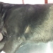Envenenamiento de perros en Maciel: piden testigos para encontrar al responsable