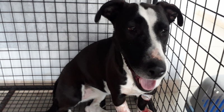Siguen muriendo perros por envenenamiento en Maciel y habrá una nueva marcha