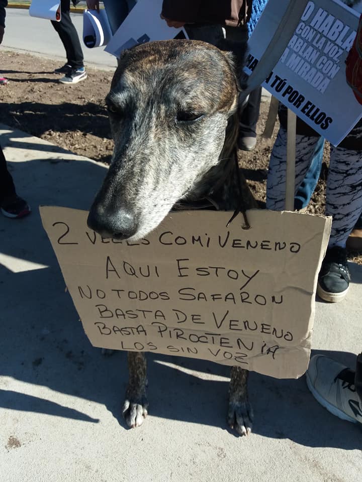 Vecinos de Maciel le dijeron basta a la matanza de perros