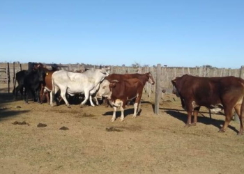 Secuestraron una docena de ganado vacuno suelto y sin cuidado