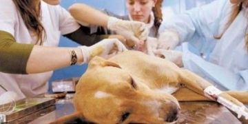 Abrió la inscripción para una nueva campaña de castración en Barrancas