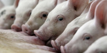 Media sanción a una ley para proteger la industria porcina de la región