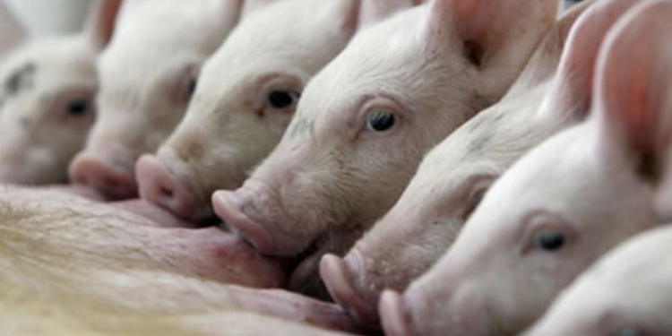 Media sanción a una ley para proteger la industria porcina de la región