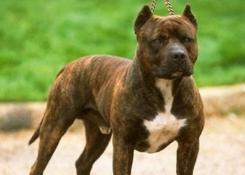 Un nene de 4 años fue atacado ferozmente por el perro pitbull de un vecino