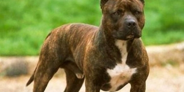 Un nene de 4 años fue atacado ferozmente por el perro pitbull de un vecino