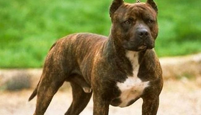 Un nene de 4 años fue atacado ferozmente por el perro pitbull de un vecino