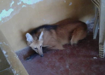 Un Aguará Guazú en peligro de extinción apareció dentro de una vivienda